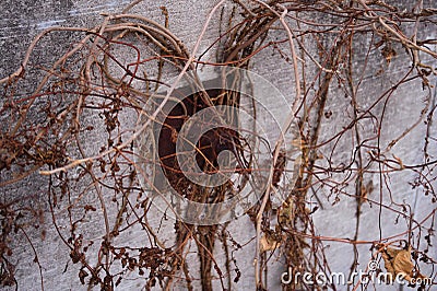 Rusty Bolt on an Overgrown Concrete Wall Stock Photo