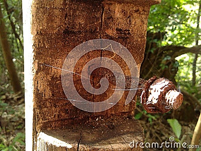 Rusty Bolt in Wood in Catacumba Park Lagoa Rodrigo de Freitas Rio de Janeiro Brazil. Stock Photo