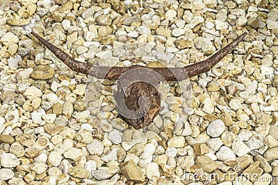 Rusty Brown Longhorn Cow Skull Stock Photo