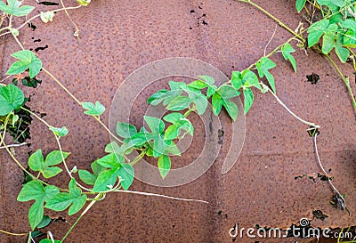 Rusty brown metal barrel background with green vining plant Stock Photo