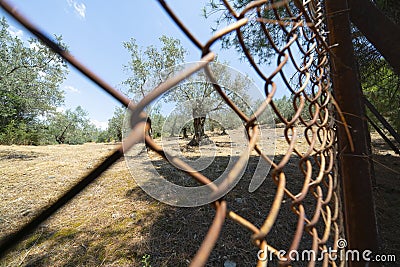 Rusty chain mail fence close-up with olive trees Stock Photo