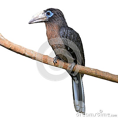 Rusty-cheeked hornbill Stock Photo