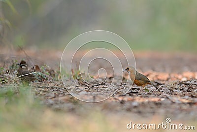 Rusty-cheeked Scimitar-Babbler, Bird on ground Stock Photo