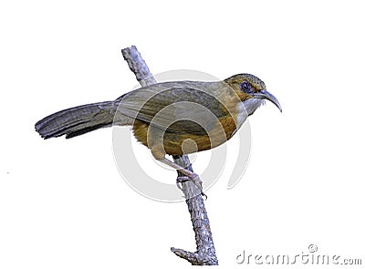 Rusty-cheeked Scimitar Babbler, bird isolated perching on branch Stock Photo