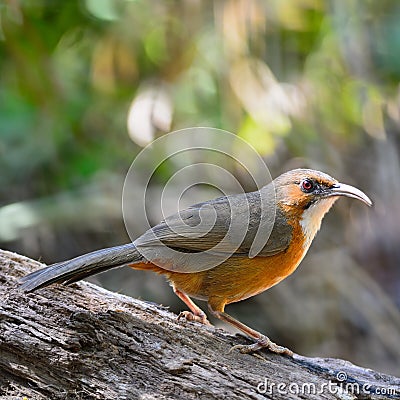 Rusty-cheeked Scimitar-babbler Stock Photo