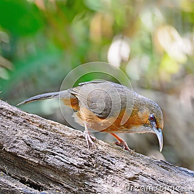 Rusty-cheeked Scimitar-babbler Stock Photo