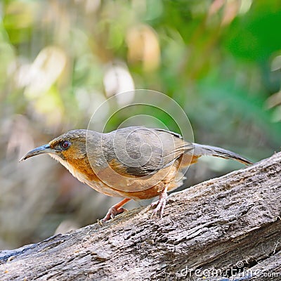 Rusty-cheeked Scimitar-babbler Stock Photo