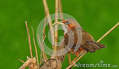 Rusty-cheeked scimitar babbler Stock Photo