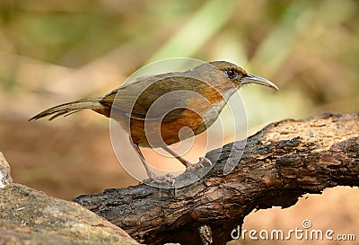 Rusty-cheeked Scimitar-Babbler (Pomatorhinus erythrogenys) Stock Photo