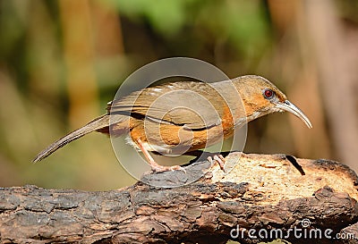 Rusty-cheeked Scimitar-Babbler (Pomatorhinus erythrogenys) Stock Photo