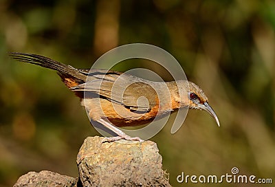 Rusty-cheeked Scimitar-Babbler Pomatorhinus erythrogenys Stock Photo