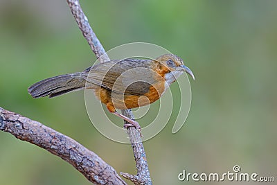 Rusty-cheeked Scimitar Babbler or Pomatorhinus erythrogenys, beautiful bird standing on branch. Stock Photo