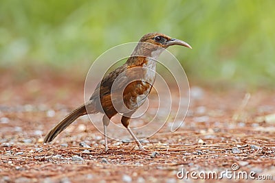 Rusty-cheeked Scimitar Babbler Pomatorhinus erythrogenys Birds of Thailand Stock Photo