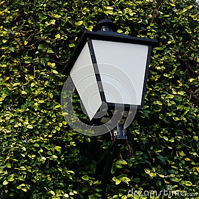 Rusty classic outdoor lamp on an exterior wall covered in green leaves Stock Photo