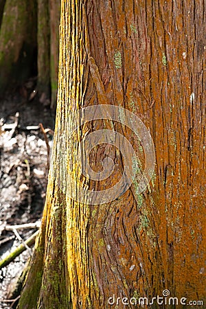 The Rusty Colored Bark Of A Louisiana Cypress Tree. Stock Photo