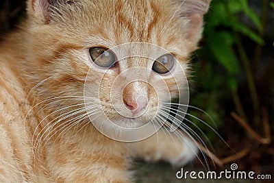 Rusty kitten Stock Photo