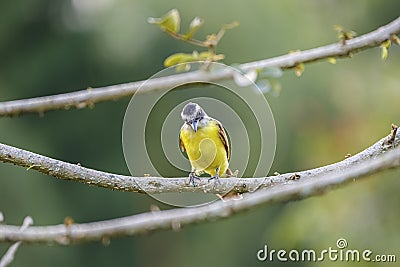 Rusty-margined flycatcher (Myiozetetes cayanensis) perched on a branch Stock Photo