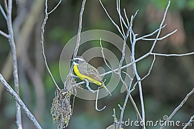 Rusty Margined Flycatcher in riverside tree Stock Photo