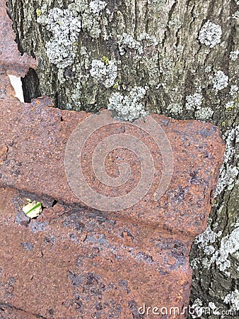 Rusty metal object against tree bark moss nature texture background Stock Photo