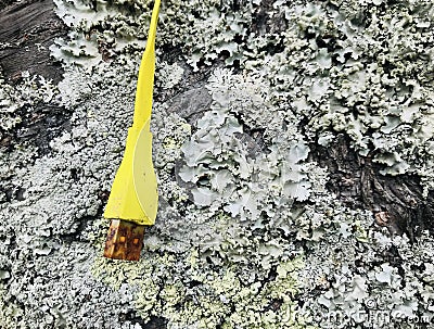 A rusty mobile Phone Cable, hanging on a tree branch. Stock Photo