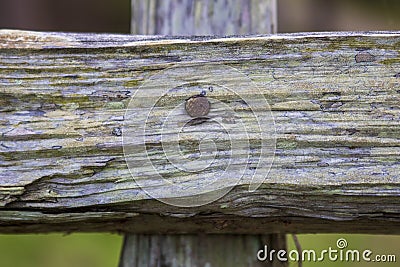 Rusty nail head holding old fence rail to post in cross pattern Stock Photo