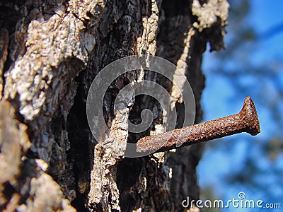 Rusty Nail in Tree Stock Photo
