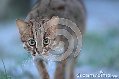 Rusty-spotted cat Stock Photo