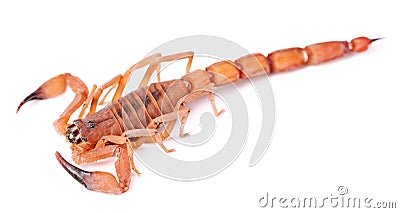 The Rusty Thick Tail Scorpion Stock Photo