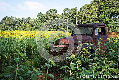 A Rusty Truck Amidst a Field of Sunflowers Stock Photo