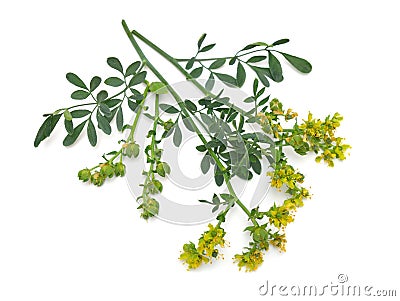 Ruta commonly known as rue Ruta graveolens rue or common rue. Isolated on white background Stock Photo