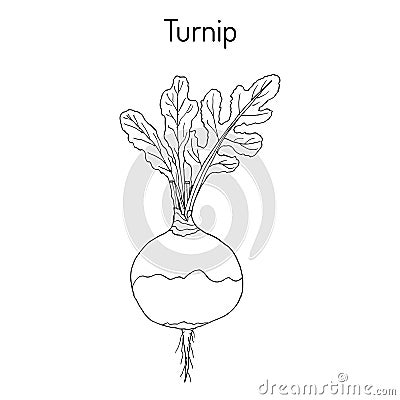 Rutabaga or Swede, or turnip Brassica napobrassica , root vegetable Vector Illustration