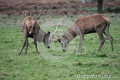 Rutting Stag red deer wild England- Cervus elaphus Stock Photo