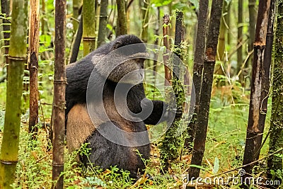 Rwandan golden monkey sitting in the middle of green bamboo fore Stock Photo