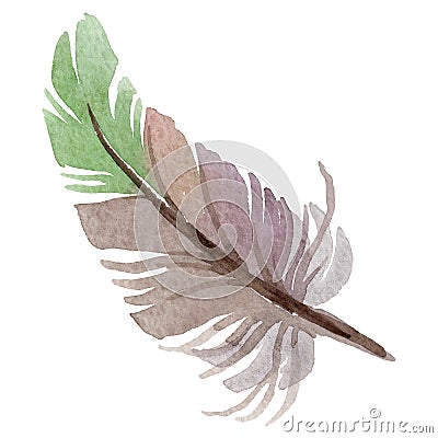 RWatercolor bird feather from wing isolated. Stock Photo