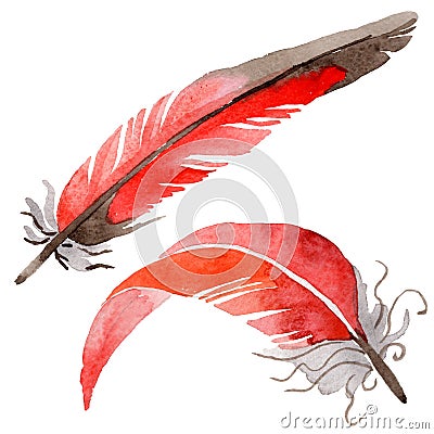 RWatercolor bird feather from wing isolated. Stock Photo