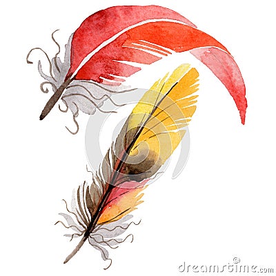 RWatercolor bird feather from wing isolated. Stock Photo