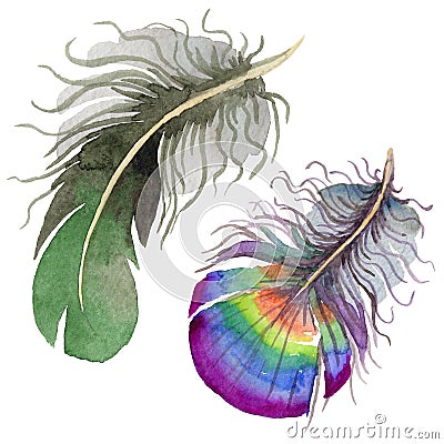 RWatercolor bird feather from wing isolated. Stock Photo