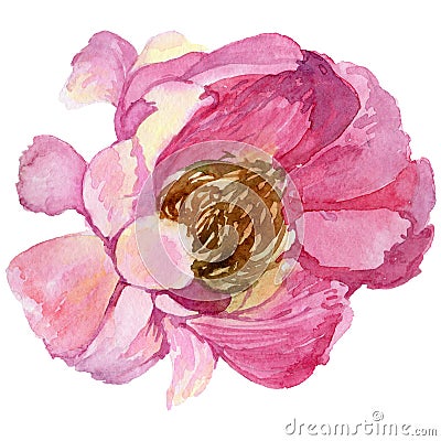 RWildflower peony flower in a watercolor style isolated. Stock Photo