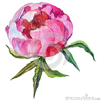 RWildflower peony flower in a watercolor style isolated. Stock Photo