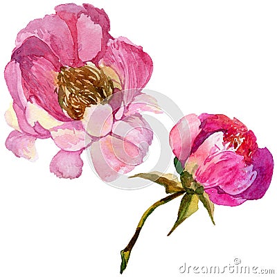 RWildflower peony flower in a watercolor style isolated. Stock Photo