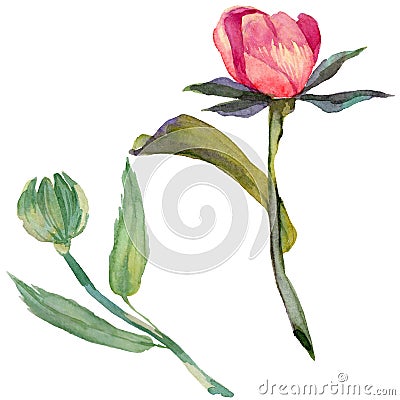 RWildflower peony flower in a watercolor style isolated. Stock Photo