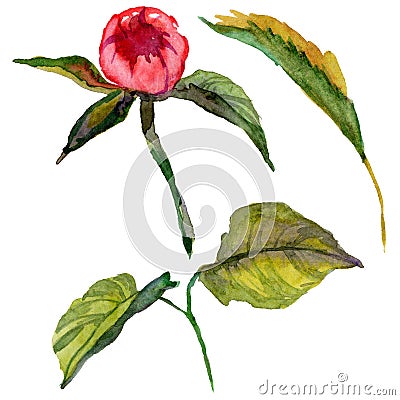 RWildflower peony flower in a watercolor style isolated. Stock Photo