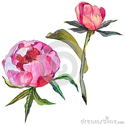 RWildflower peony flower in a watercolor style isolated. Stock Photo