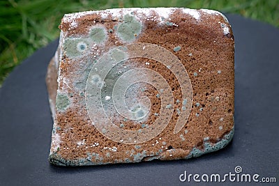 Rye bread covered with mold. loaf of bread spoilt. Stock Photo