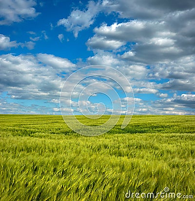 Rye on agriculture field with blue cloudly sky Stock Photo