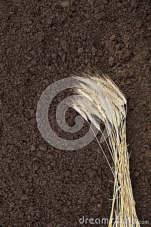 Rye ear on background soil. Reap corn and ear on brown background Stock Photo