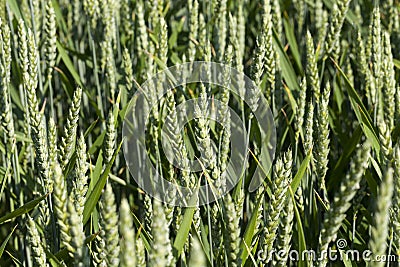 rye field with green immature plants Stock Photo