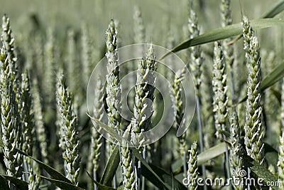 rye field with green immature plants Stock Photo