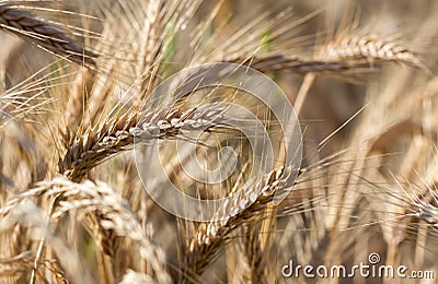 Rye field before harvest Stock Photo