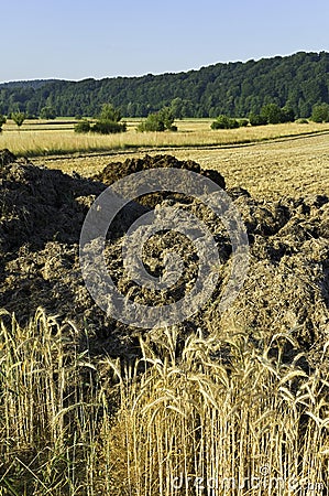 Rye fields and manure heaps Stock Photo
